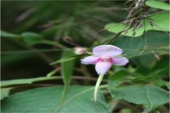 Impatiens fruticosa